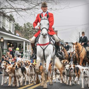 Photos of horse, rider and hounds in parade